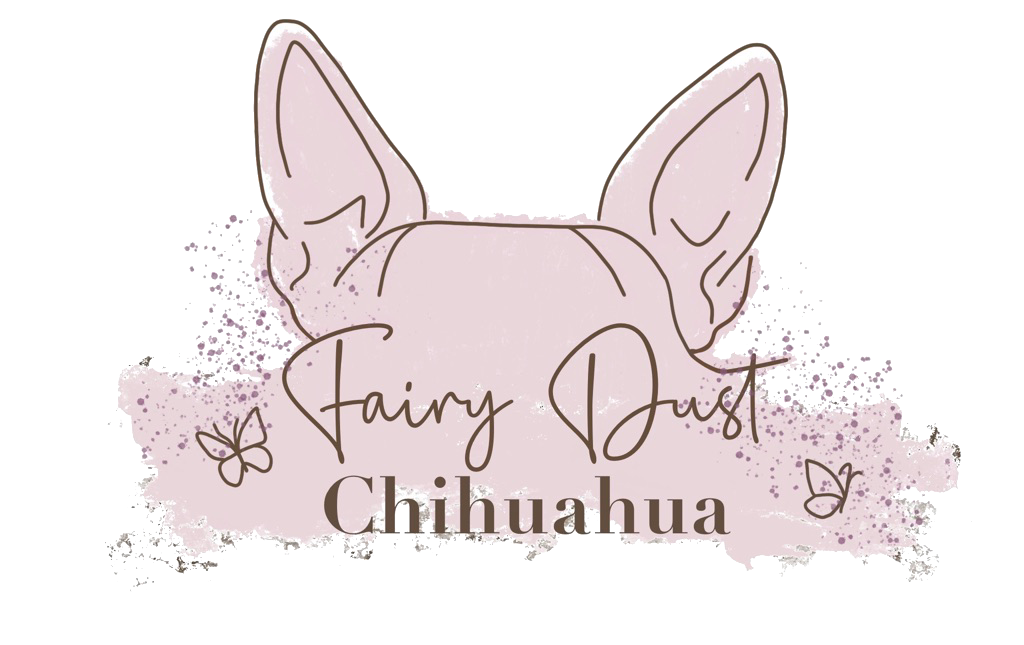 Fairy Dust Chihuahua