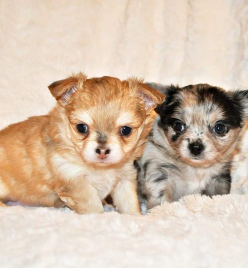 FB_IMG_1644178044467