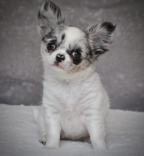 Romy