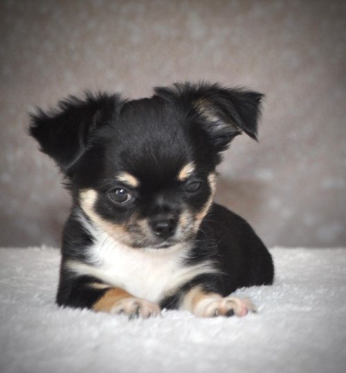 Sir Teddy